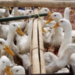 6 Macam Hewan Ternak Yang Menguntungkan Bisnis Peternakan